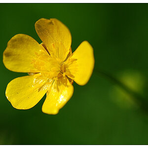 NC Butterblume2