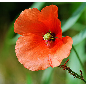 NC mohn1