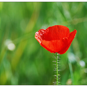 NC mohn2