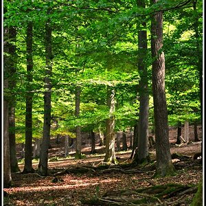 Waldstück Heidenheim 
mit meine nikon d5000 55-200mm