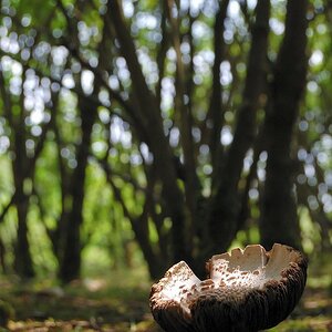 Einsamer Pilz