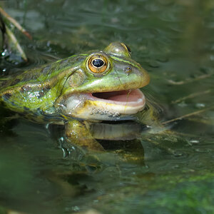plaudernder Frosch