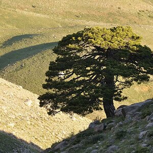 Baum 1