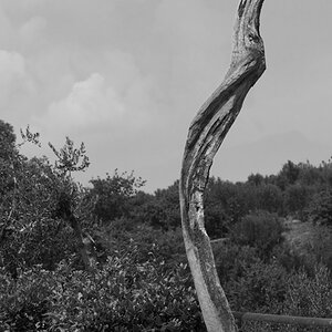 Olivenbaum sw