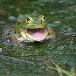 lachender Frosch