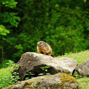 DSC2805 1 Murmel mit 300/4,0 D700