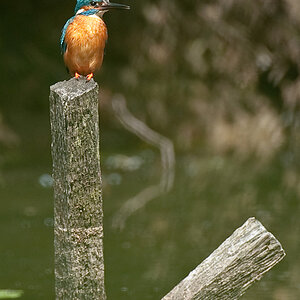 Eisvogel22