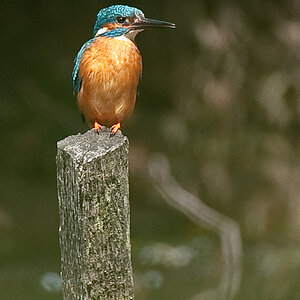 Eisvogel23