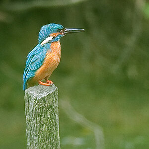Eisvogel24