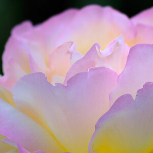 Gartenrose