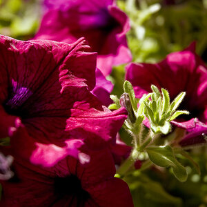 Blume