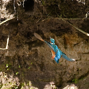 Eisvogel25