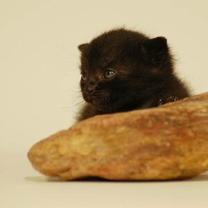 katzerlb