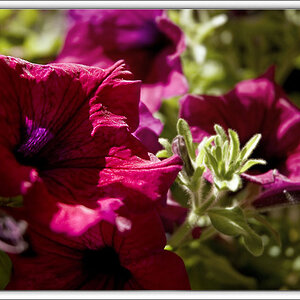 Blume2