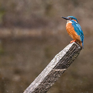 Eisvogel27