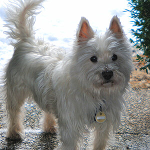 Unser Hund Jacky
West-Highland-Terrier
8 Jahre alt