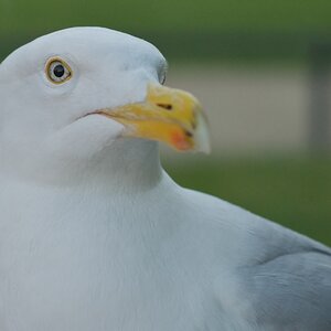 Möwe!
