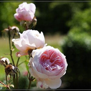Aboretum 017