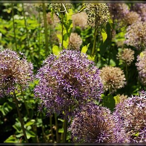 Aboretum 028