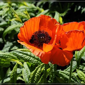 Aboretum 096