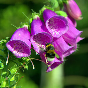 Fingerhut tut Hummel gut
