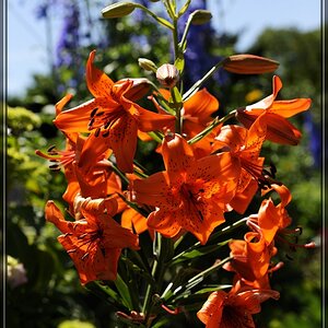 Aboretum 100