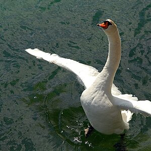 rhein schwan