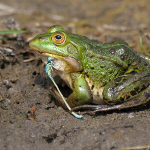 Frosch mit Libelle