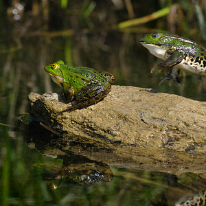 Frosch und Weibchen