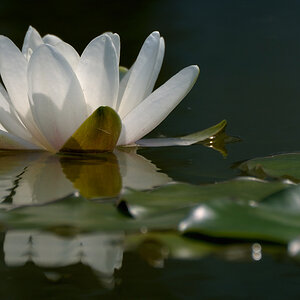 Seerose weiss