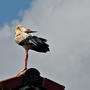 Storch