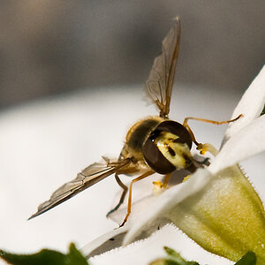 Bienen Macro