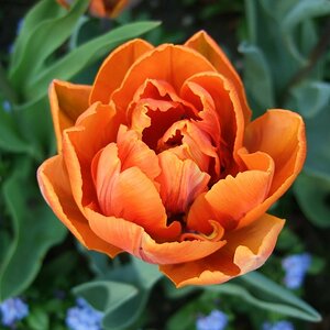 gefüllte Tulpe