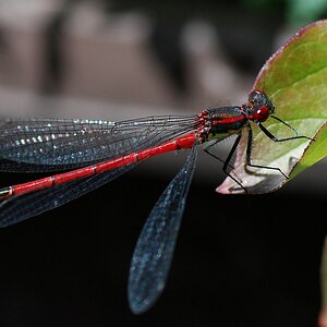 Macro 07