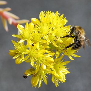 Macro 08
