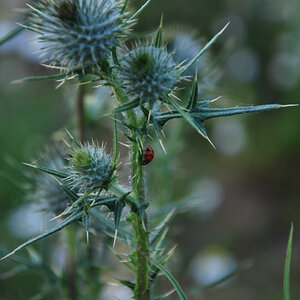 Distel