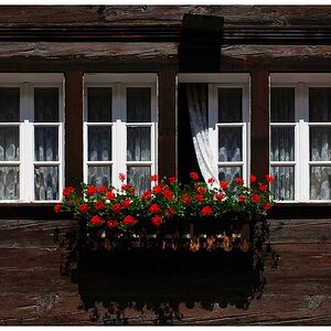 Blumenfenster
