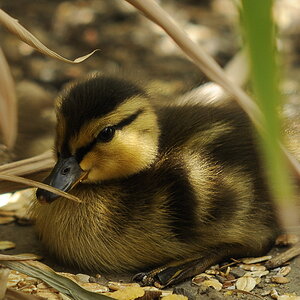 DSC3381crop