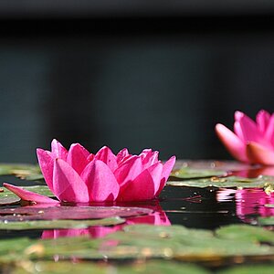 Seerose
