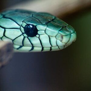 090630 0053 Zoo Makros