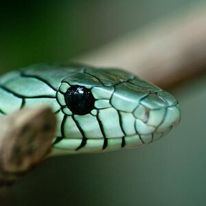 090630 0054 Zoo Makros