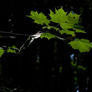 Licht im Wald