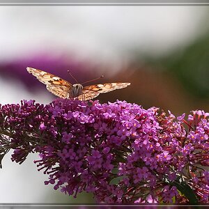 Schmetterling 3