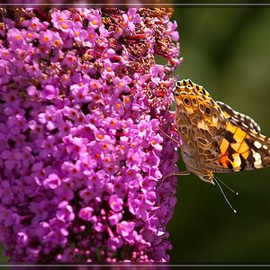 Schmetterling 6