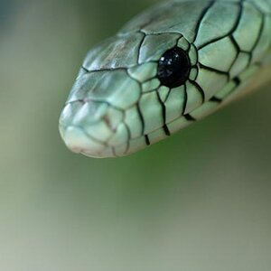 090630 0047 Zoo Makros