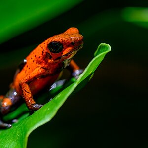 Blue Jeans Frog
