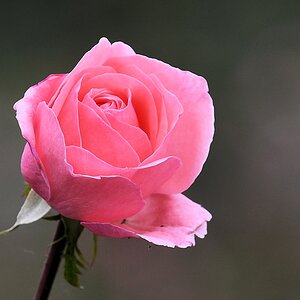s246 Bishkek Rose 5886
