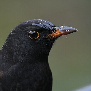 comp DSC 6714