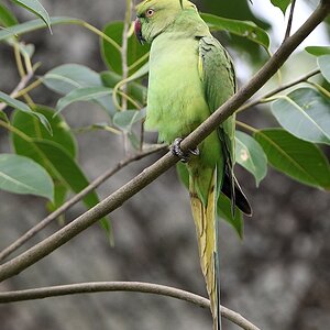 Halsbandsittich (rose-ringed parakeet)

s559 Kaudulla Rose ringedParakeet 4393 h