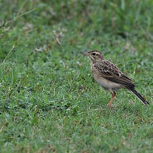 Orientspornpieper (paddyfield pipit)
Kaudulla Nationalpark

s571 Kaudulla PaddyfieldPipit 4475